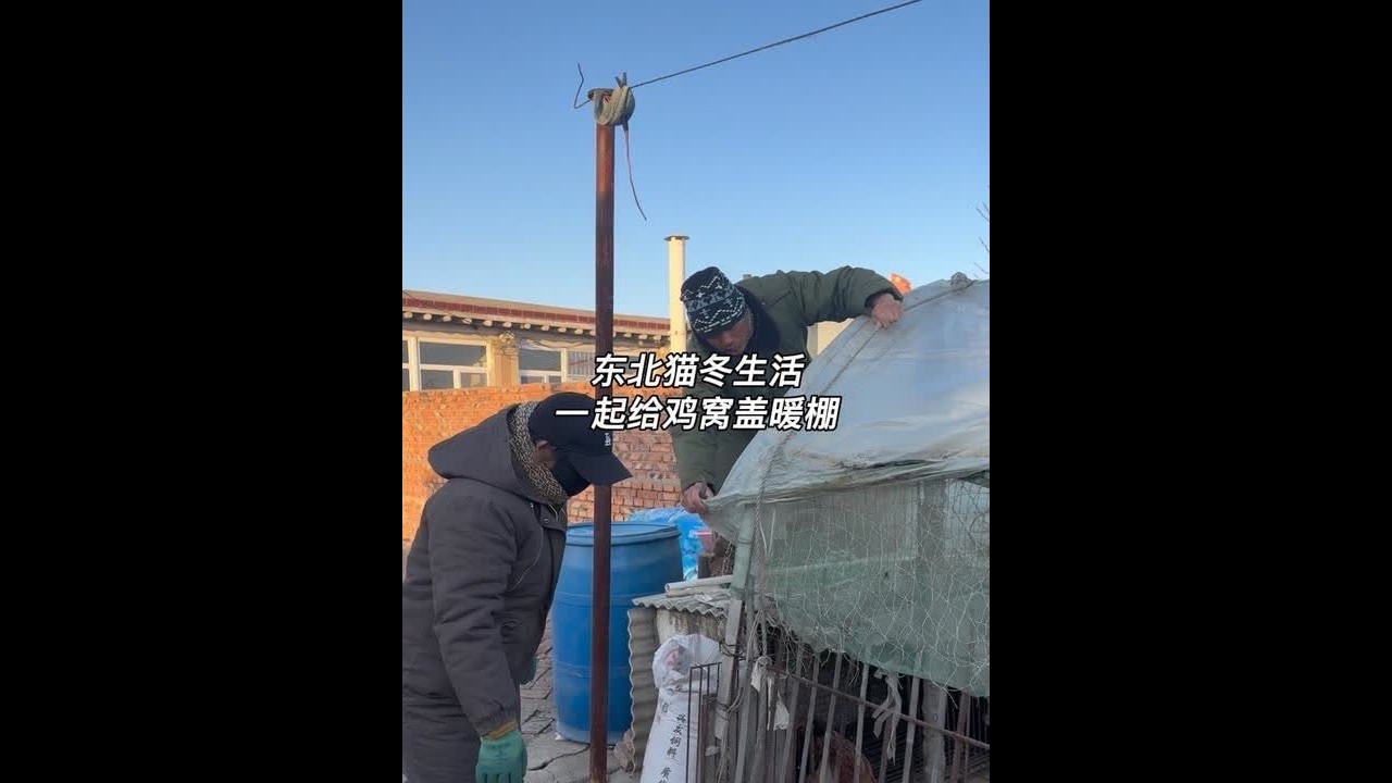 东北的天是一天比一天冷啊～今天给我家鸡窝也盖个暖棚 小鸡也开启猫冬生活啦～#东北猫冬生活 #青年创作者成长计划 #记录我的农村生活 #农村的冬天就是闲不住