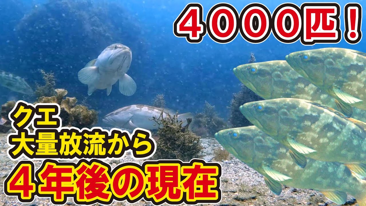 4000匹のクエ大量放流から４年経った結果、まさかのクエだらけに！？