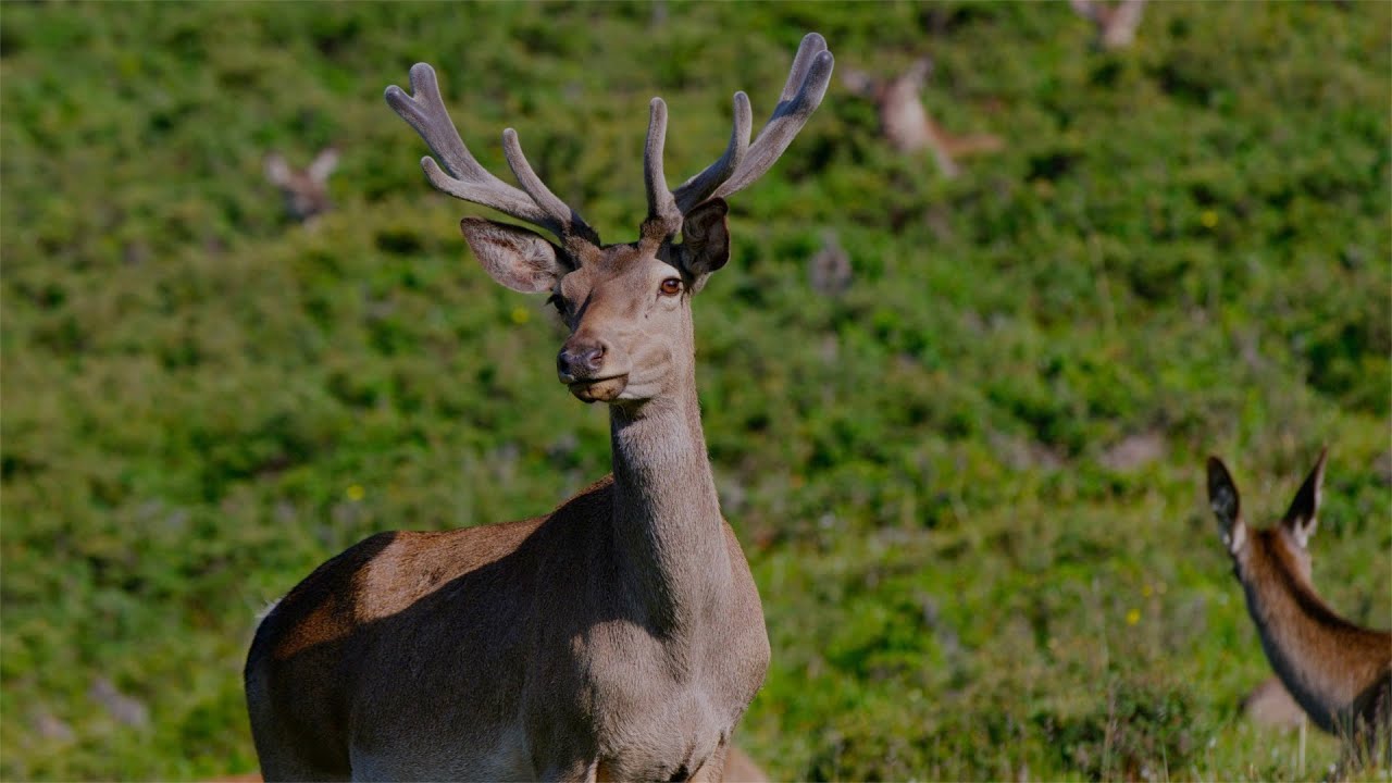 CGTN Nature: Qilian Mountains Series | Ep. 6: Gansu Red Deer