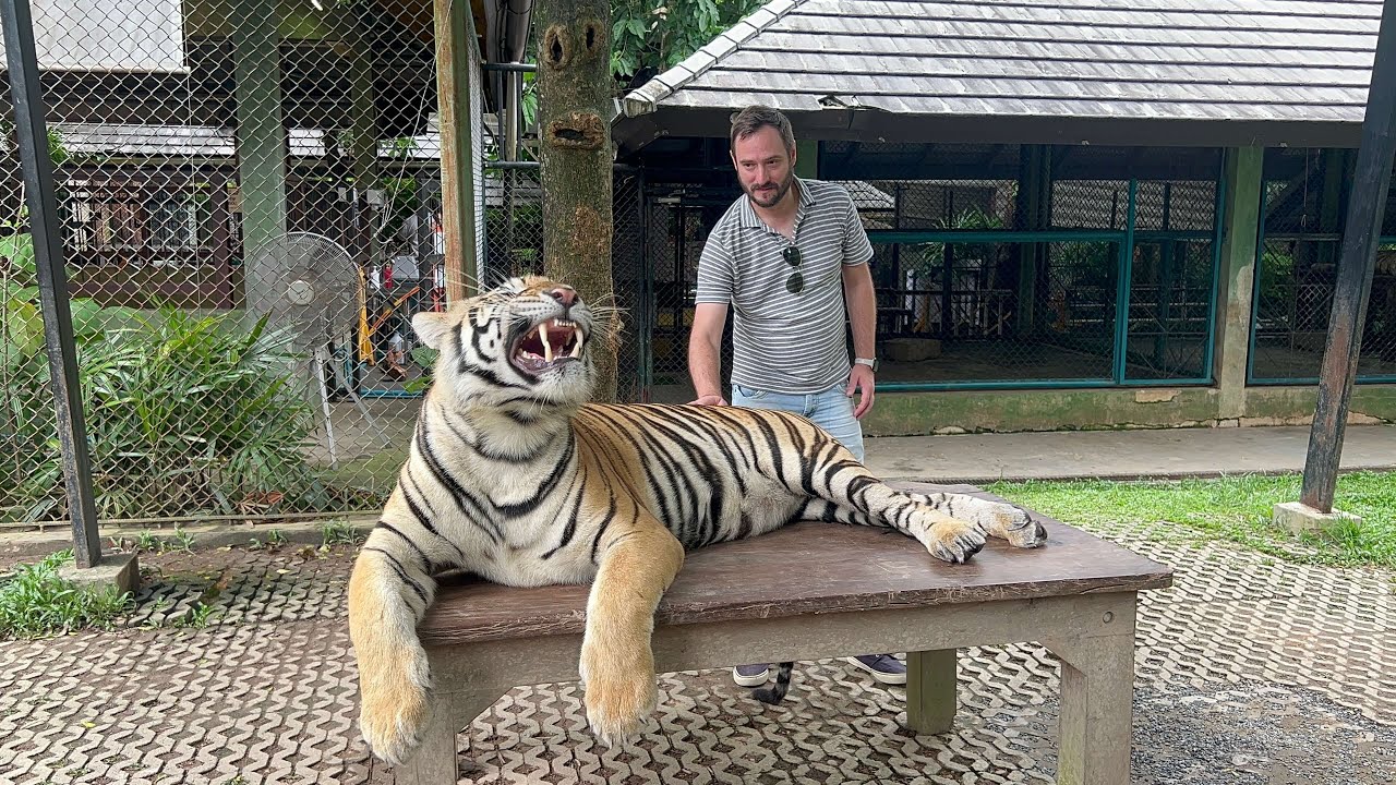 Face to Face – Tiger Kingdom Phuket, Thailand 🇹🇭