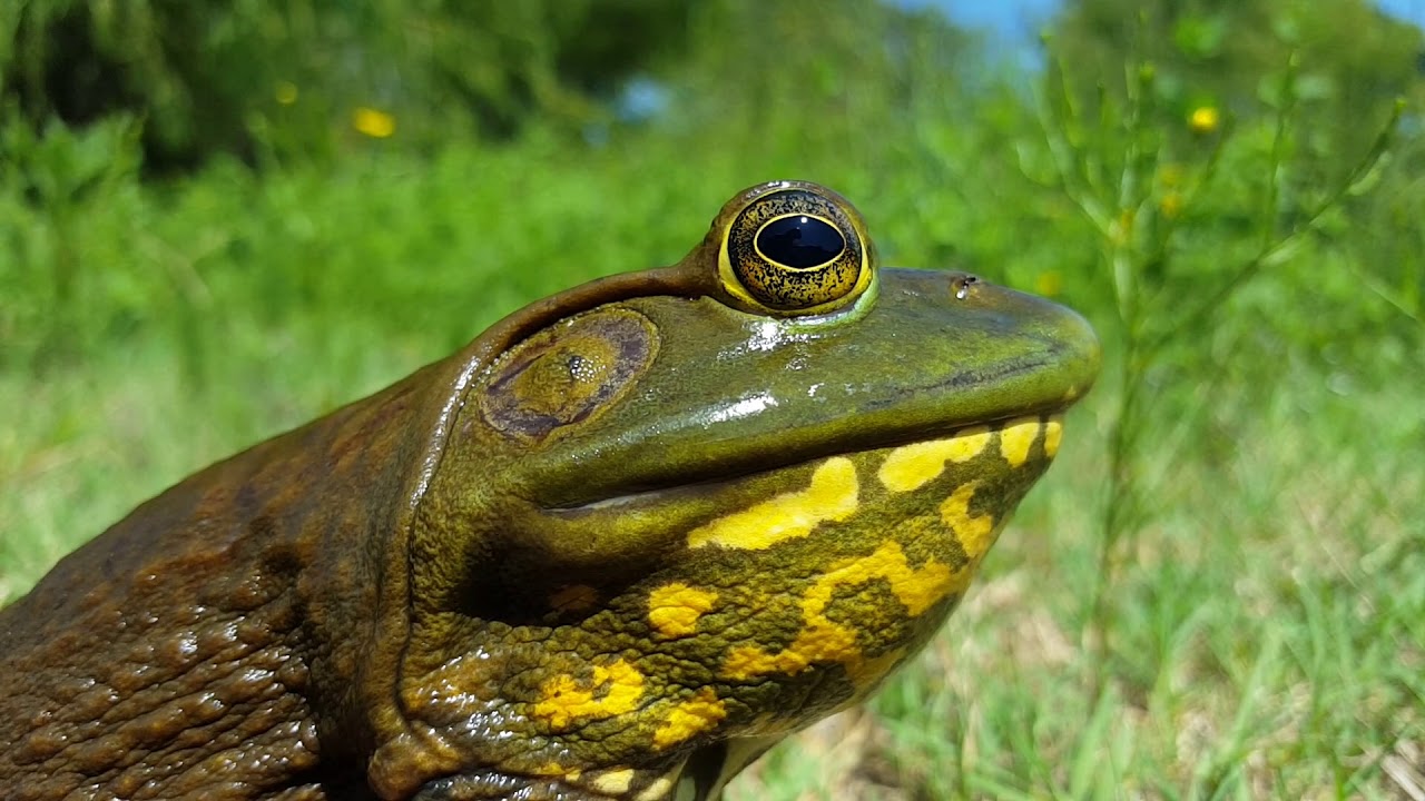 Large American bullfrog making its call