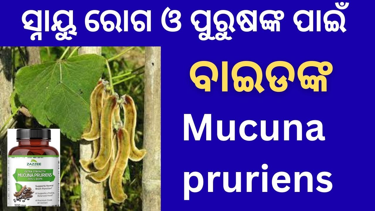ବାଇଡଙ୍କ: ସ୍ନାୟୁ ରୋଗ ଏବଂ ଶାରୀରିକ ଦୁର୍ବଳତା ପାଇଁ ମହୌଷଧି | Mucuna pruriens Benefits