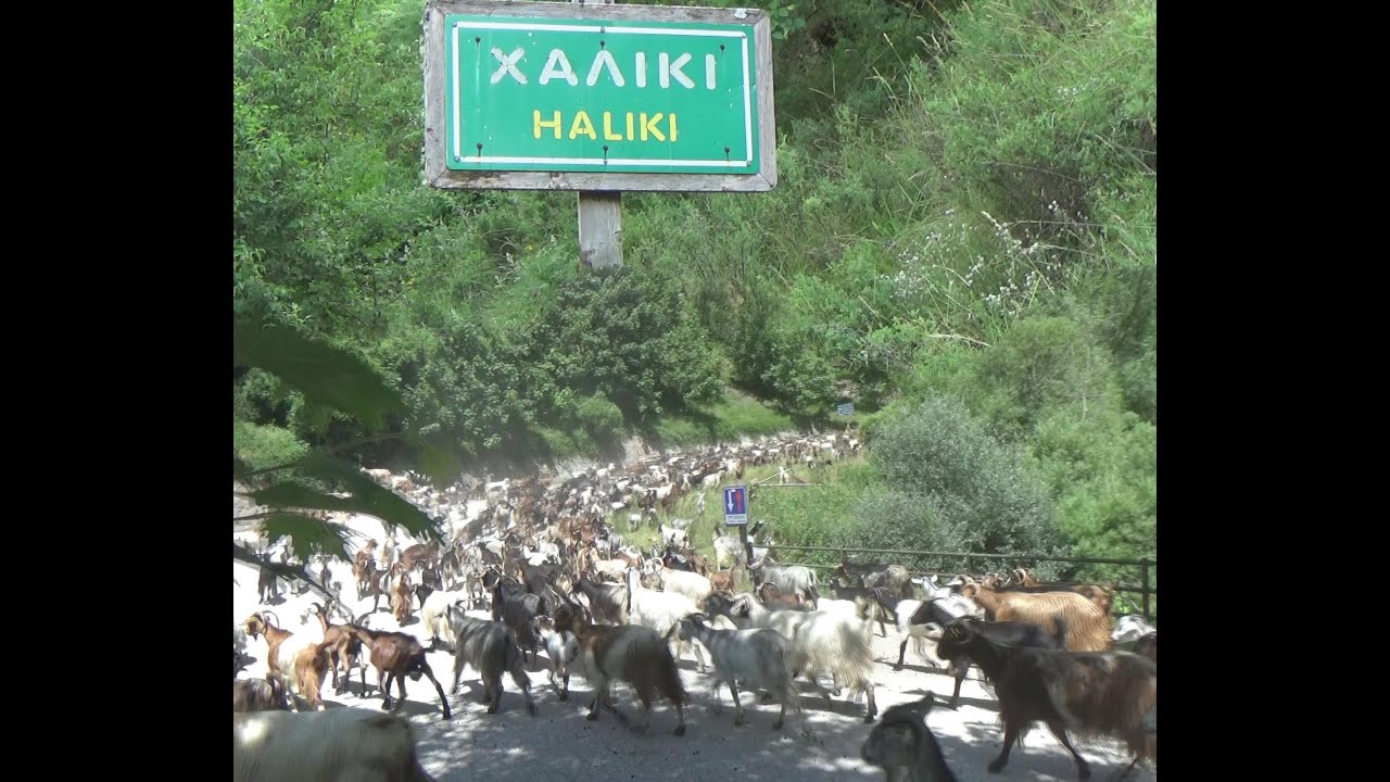 Από τα χειμαδιά στα Ορεινά του Χαλικίου Ασπροποτάμου Δευτέρα 1η Ιούλη 2024