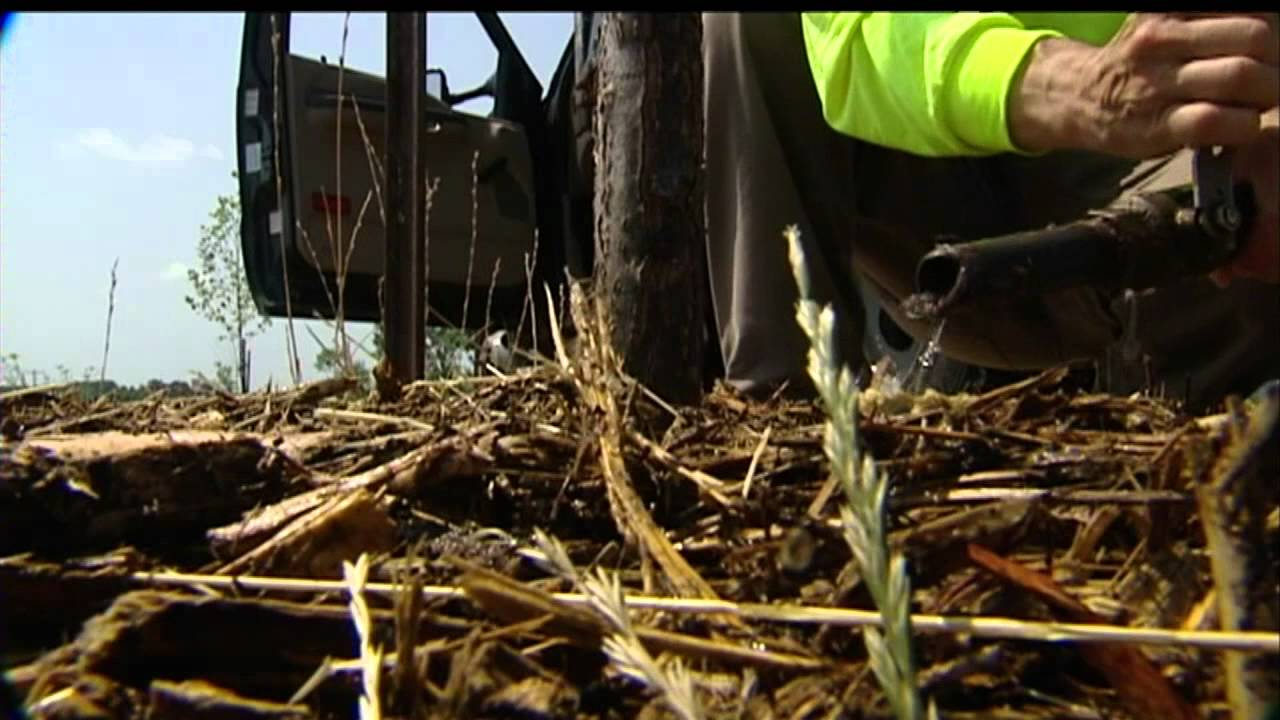 City worried about trees in extreme heat
