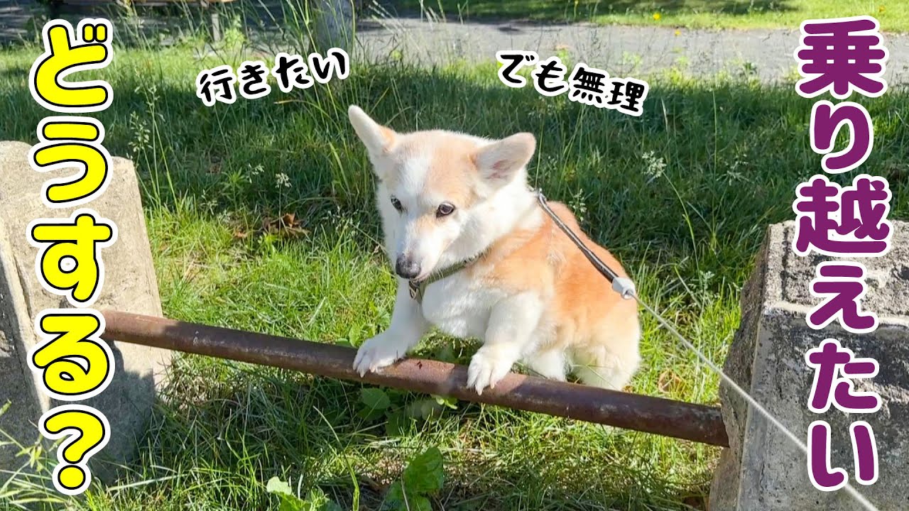 柵の向こうにいる家族に会いたくて頑張るノエさん【日常】