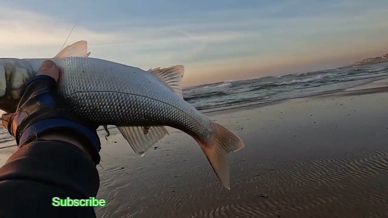 SEA BASS - 4 CAPTURAS