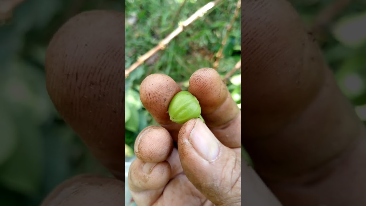 Ganitong paraan ako mag pruning ng kape Excelsa 