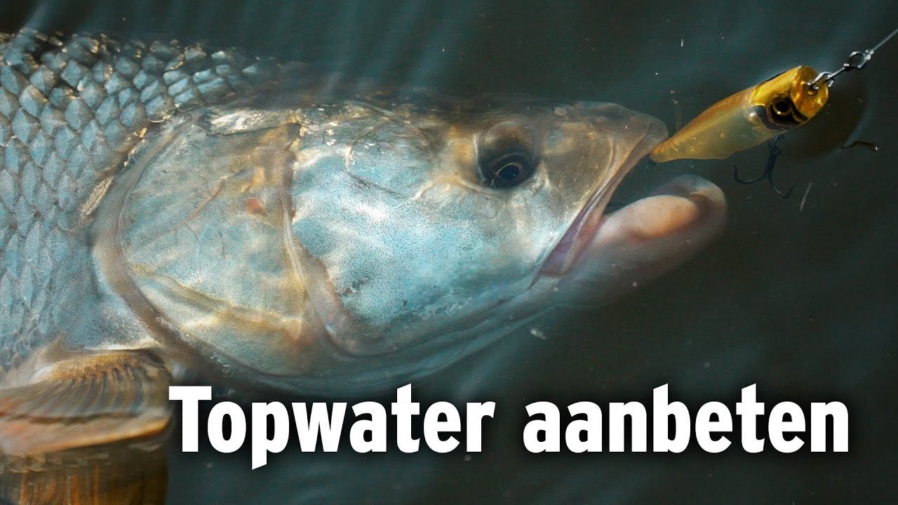 Zo Vang Je Roofblei Op Topwater! - VisTD