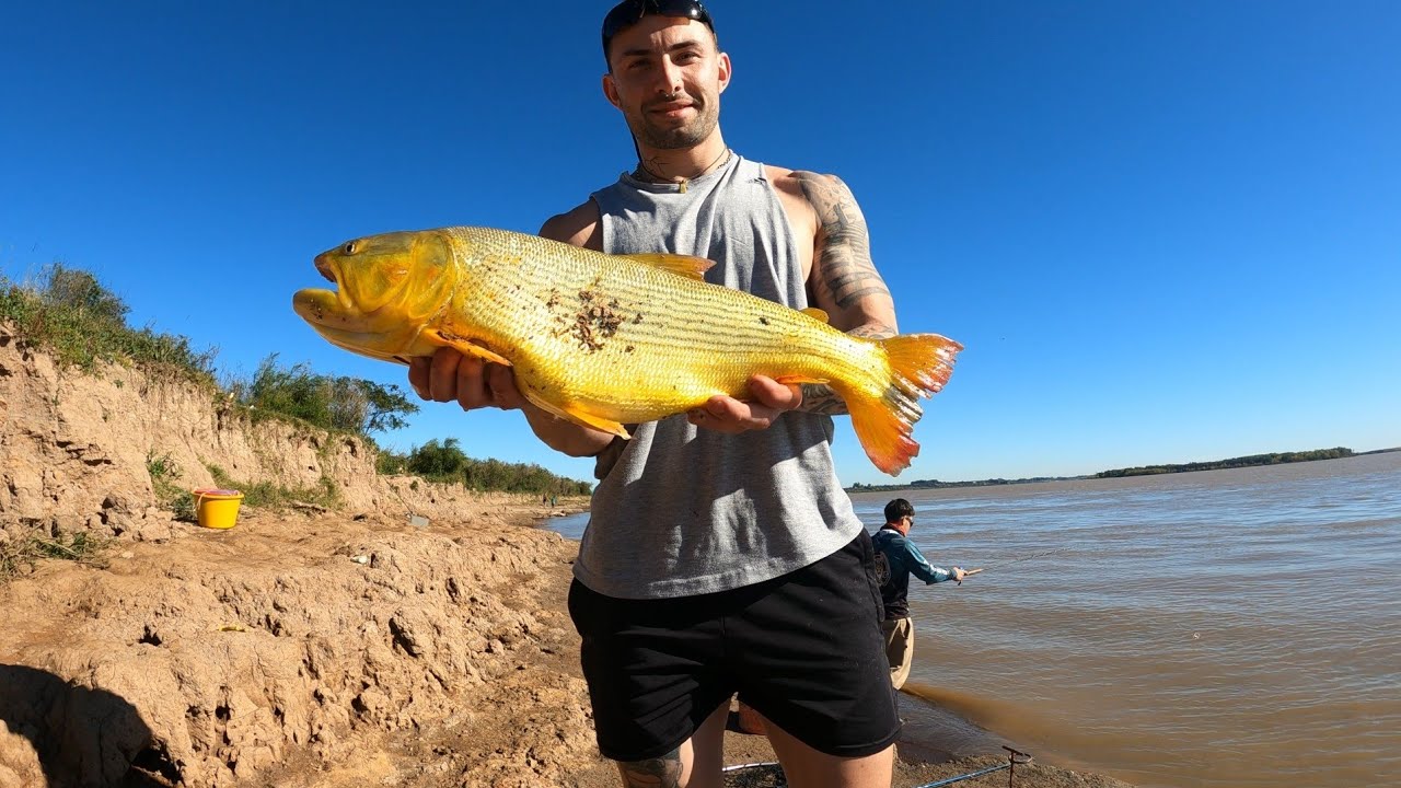 Salieron muchos dorados , una pesca que casi se termina antes .