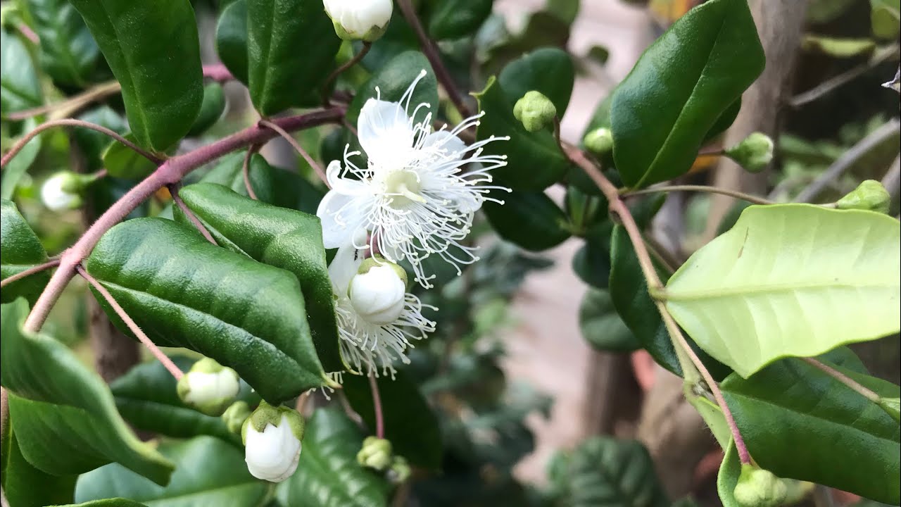 Chilean Myrtle ( Luma Apiculata) is now in full flower