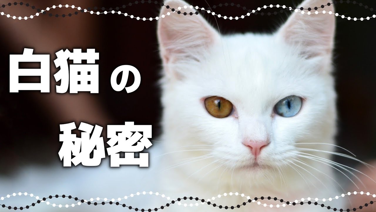 【白猫の特徴】かわいいフリして〇〇が最強⁉｜毛色で分かる猫の性格
