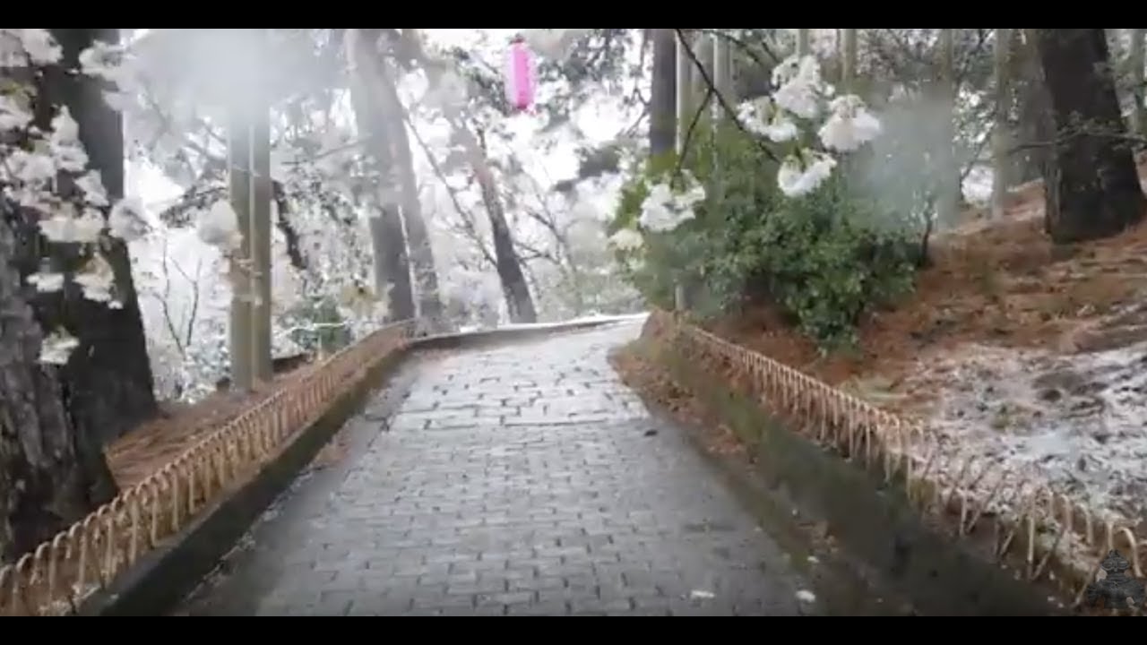 満開の桜、みぞれ雪の中のお花見　2020年　6分41秒