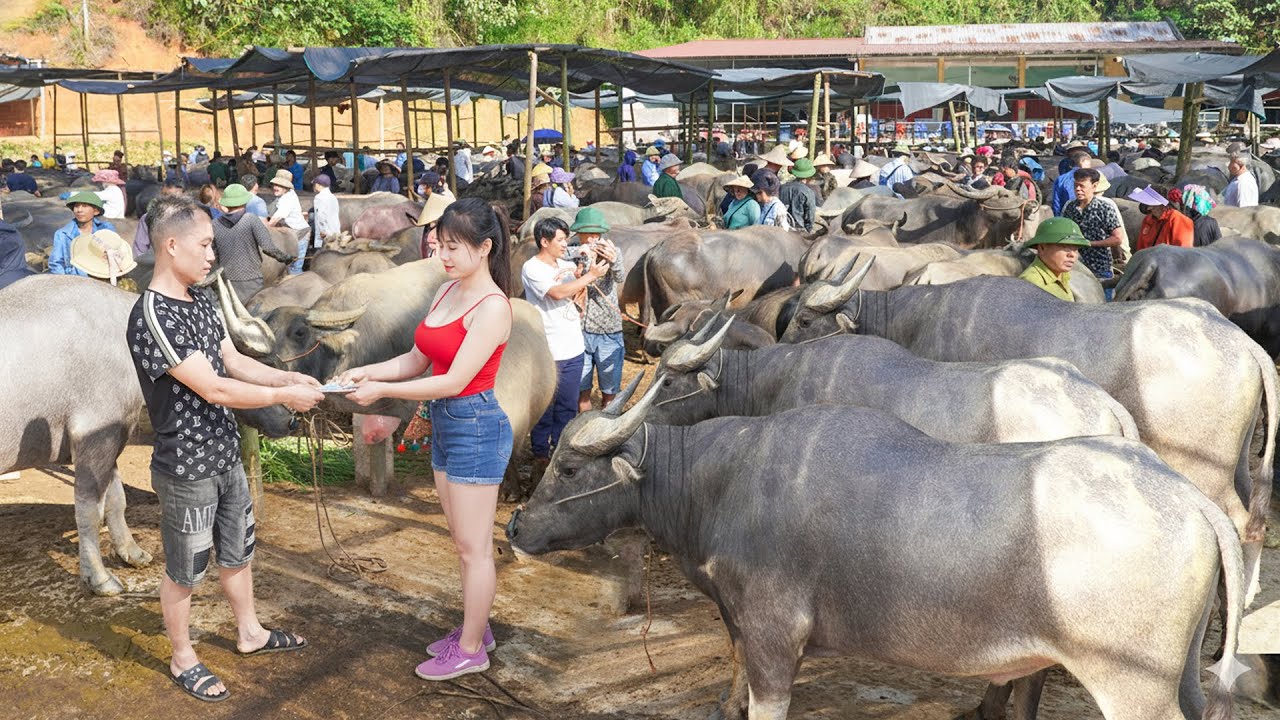 288Days Buy Many Buffalo, Goat, Fish Go To Market Sell - Sell 80KG Pigs Each after 8 Month Raise