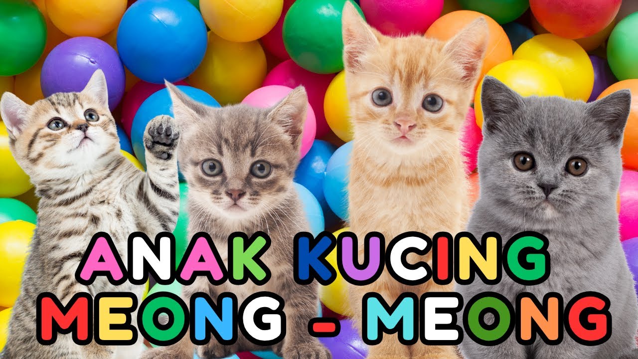 ANAK KUCING MEONG MEONG - kucing lucu banget bikin ngakak KUCING PERSIA LUCU 