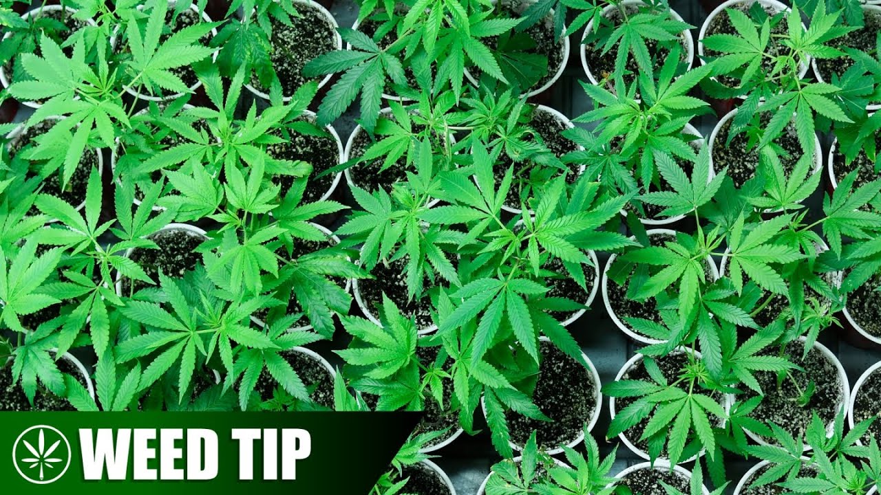 Советы по выращиванию каннабиса на ранней стадии вегетации