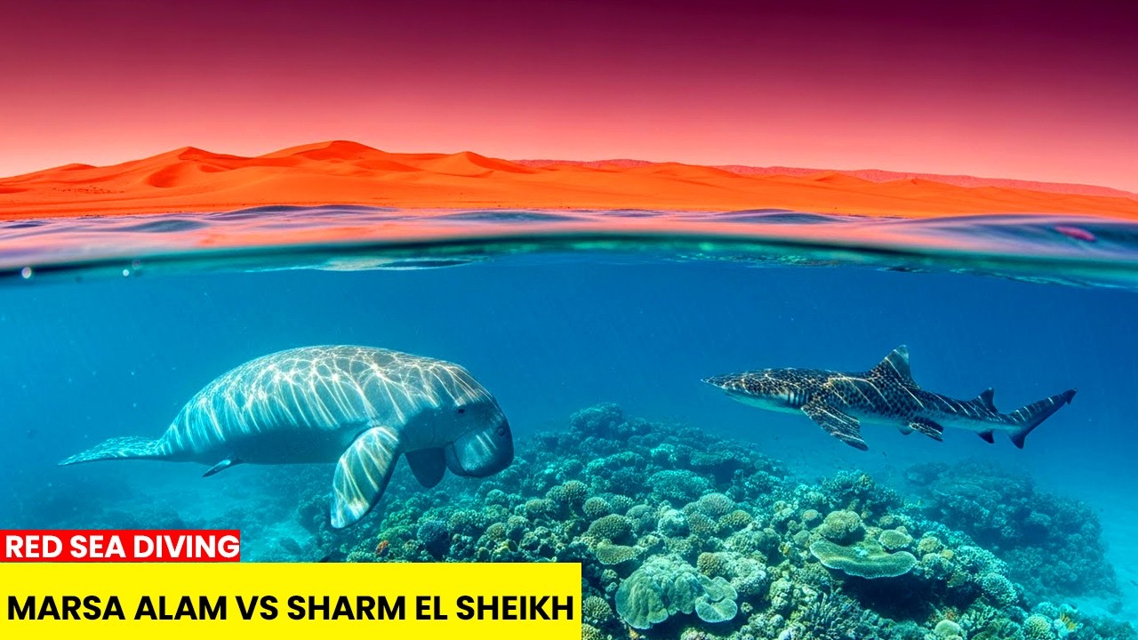 Марса-Алам против Шарм-эль-Шейха 2026 | Реальный анализ дайвинга в Красном море