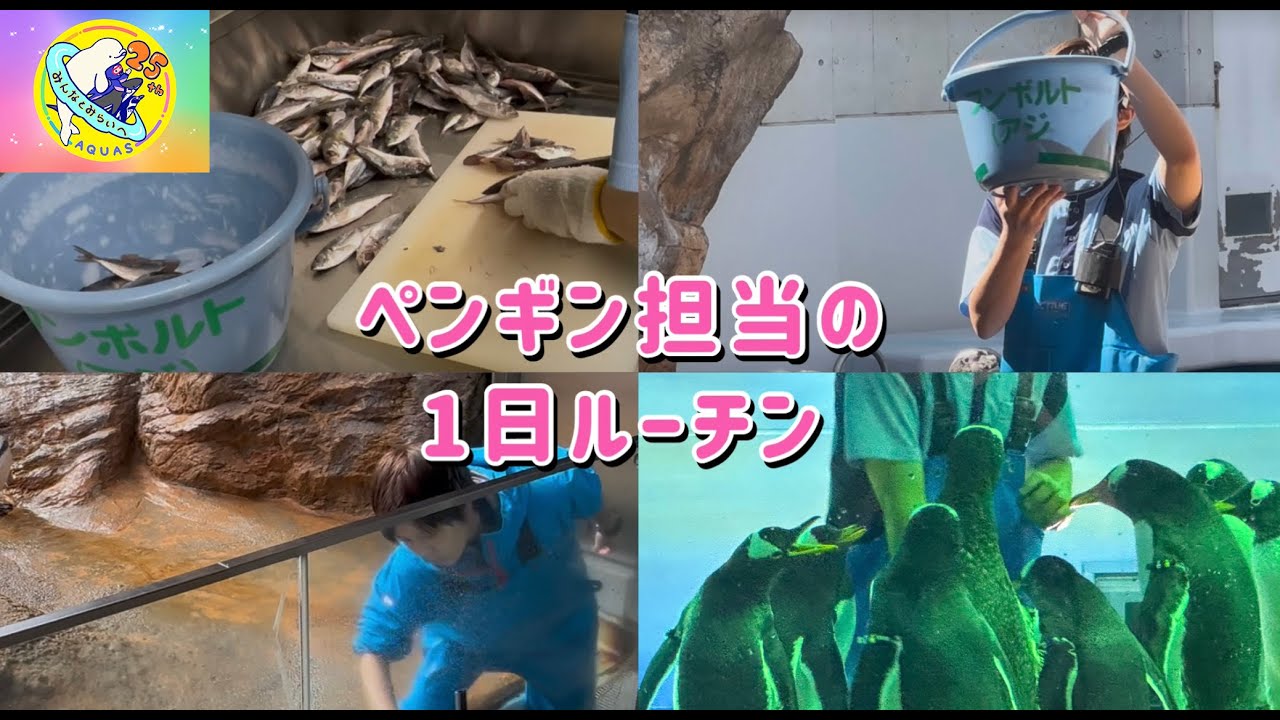【しまね海洋館アクアス】ペンギン担当の1日ルーチン