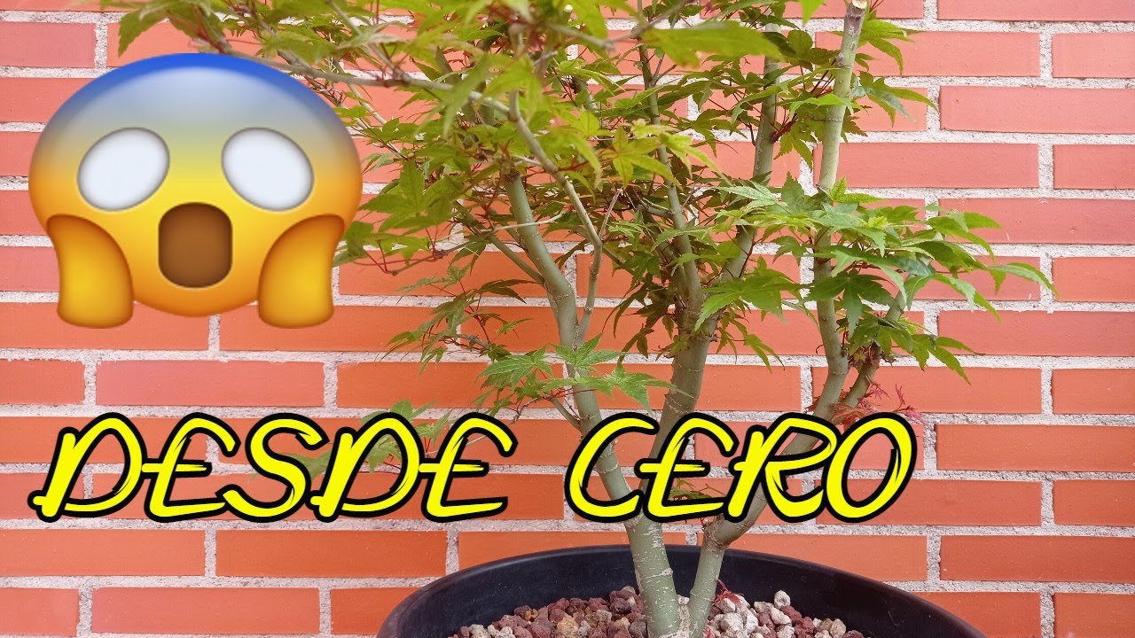 Poda Drástica !!!