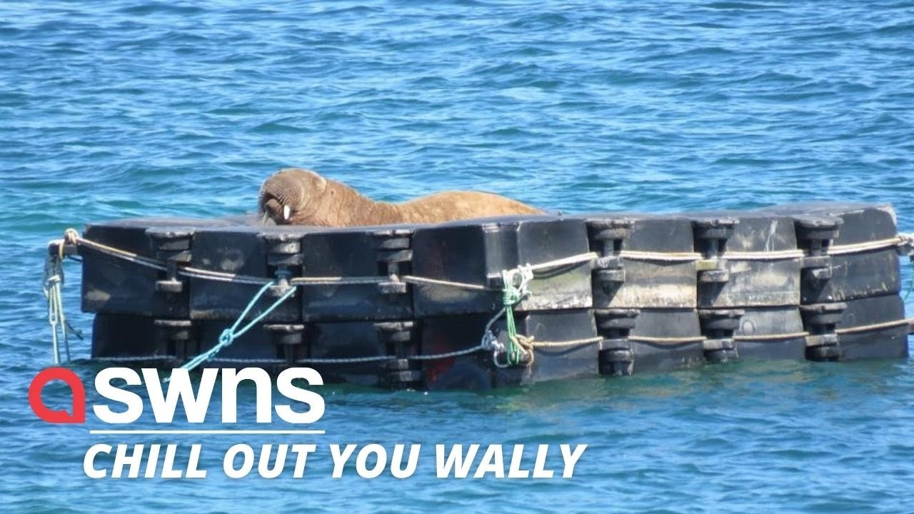 Isles of Scilly have built a 'safe space' for Wally The Walrus - where he can be undisturbed | SWNS