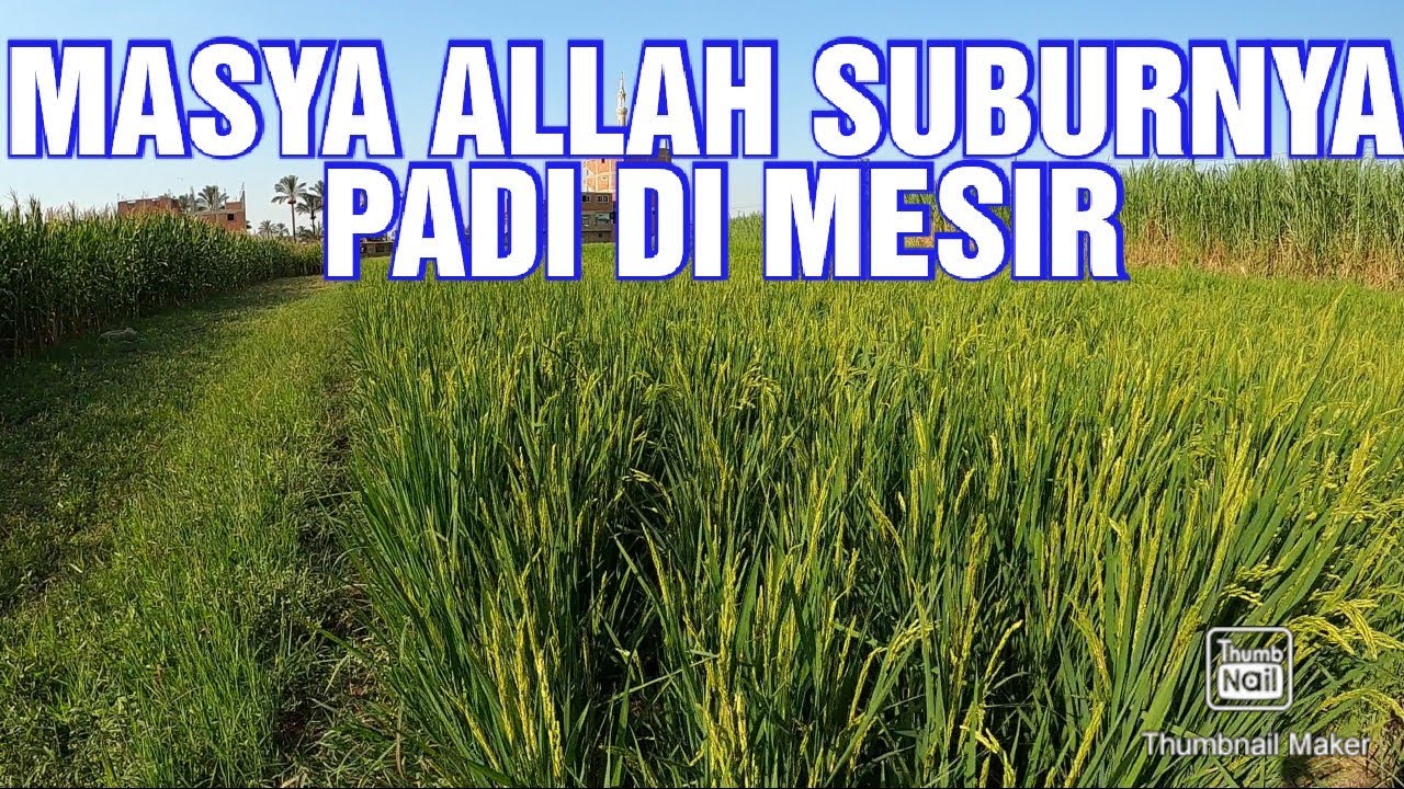 TERNYATA DI MESIR JUGA ADA SAWAH,MASYAALLAH SUBURNYA PERTANIAN DI MESIR (VLOG MESIR PART 33)