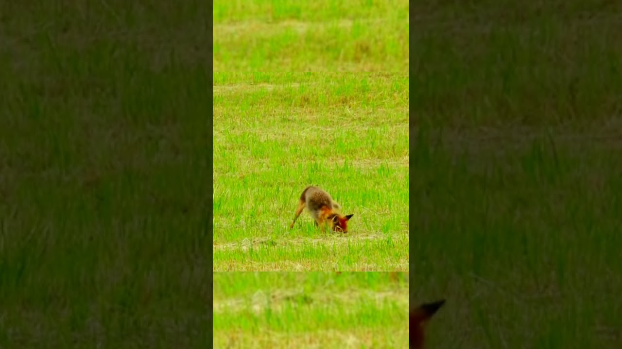 Fox predator hunt mouse 🐁 #youtube #wildlife #wildanimalhunting