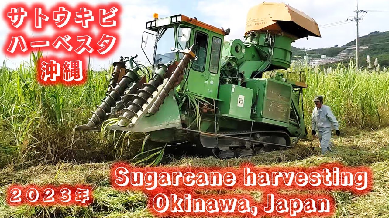 サトウキビハーベスタ沖縄  Sugarcane harvesting in Japan