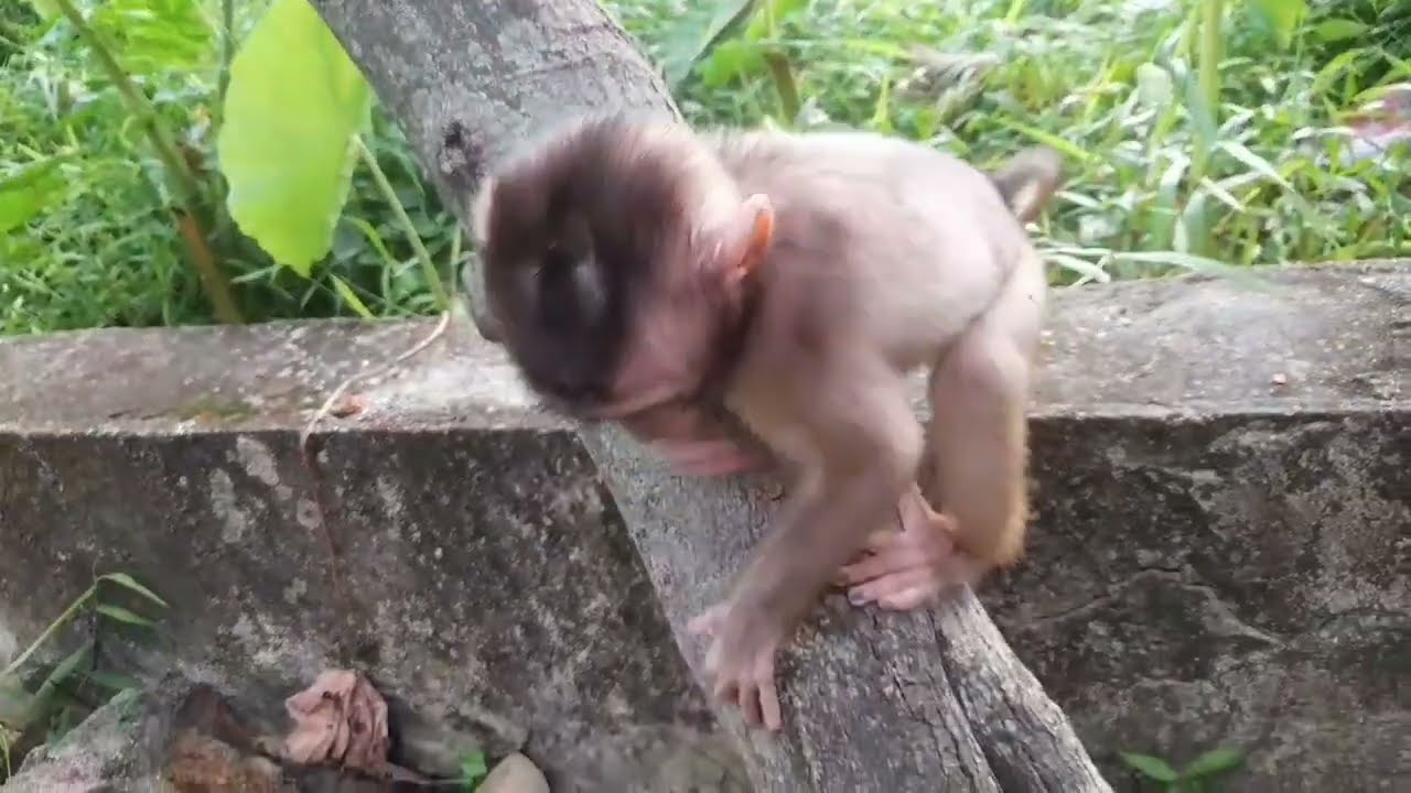 Anak monyet semangat nya caca minum susu sampai terjatuh ke sebelah