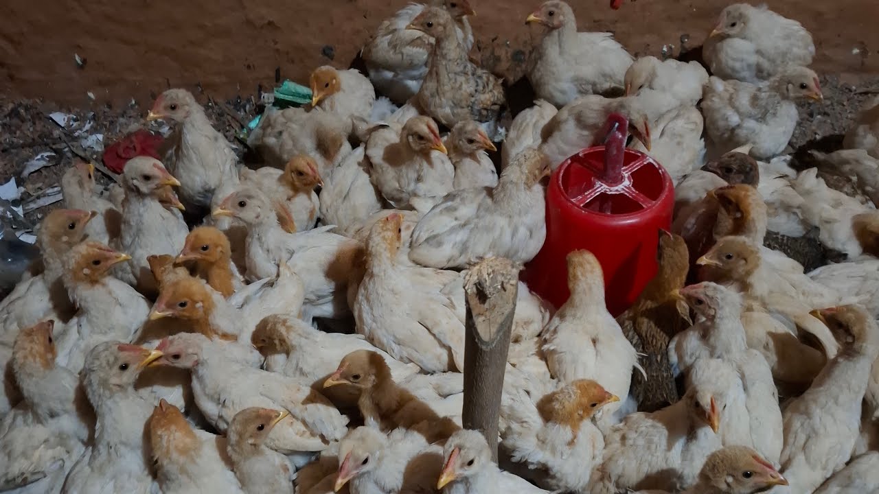 विहान पख कुखुरालाई दानापानी गर्दैछु गाईज । kukhura palan garne tarika |kukhuralai danapani gardai xu