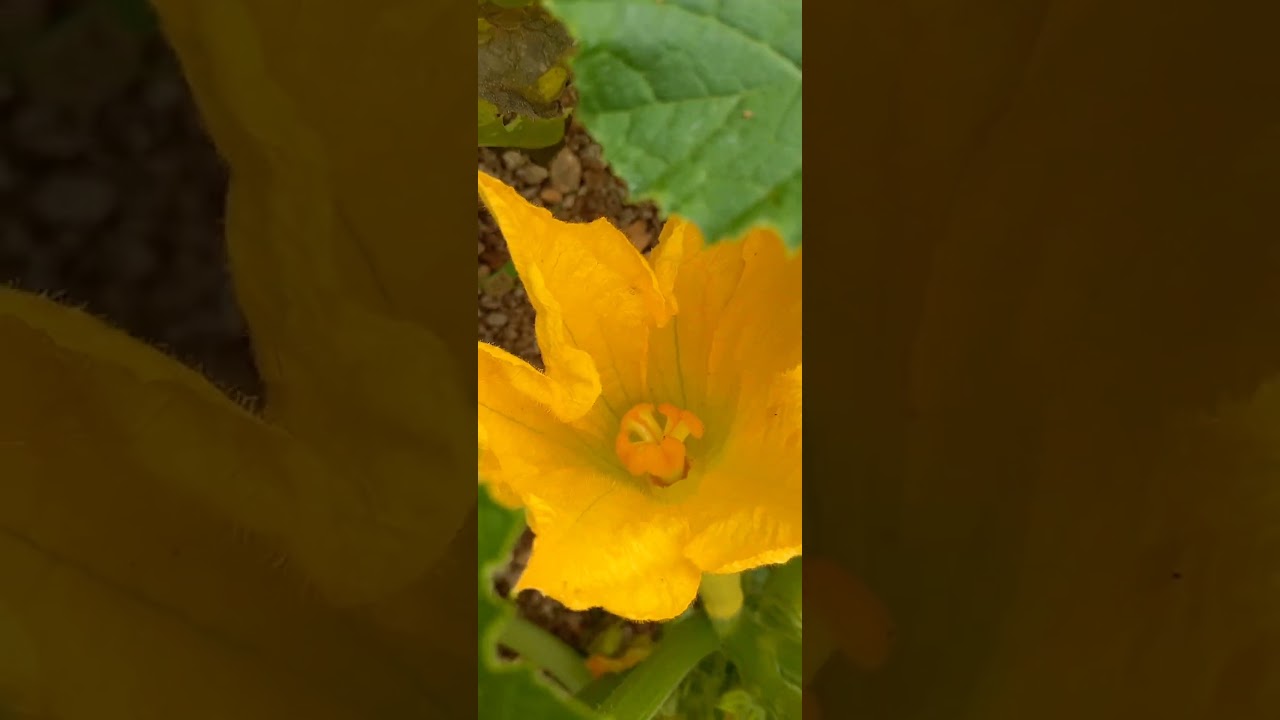 #ytshorts