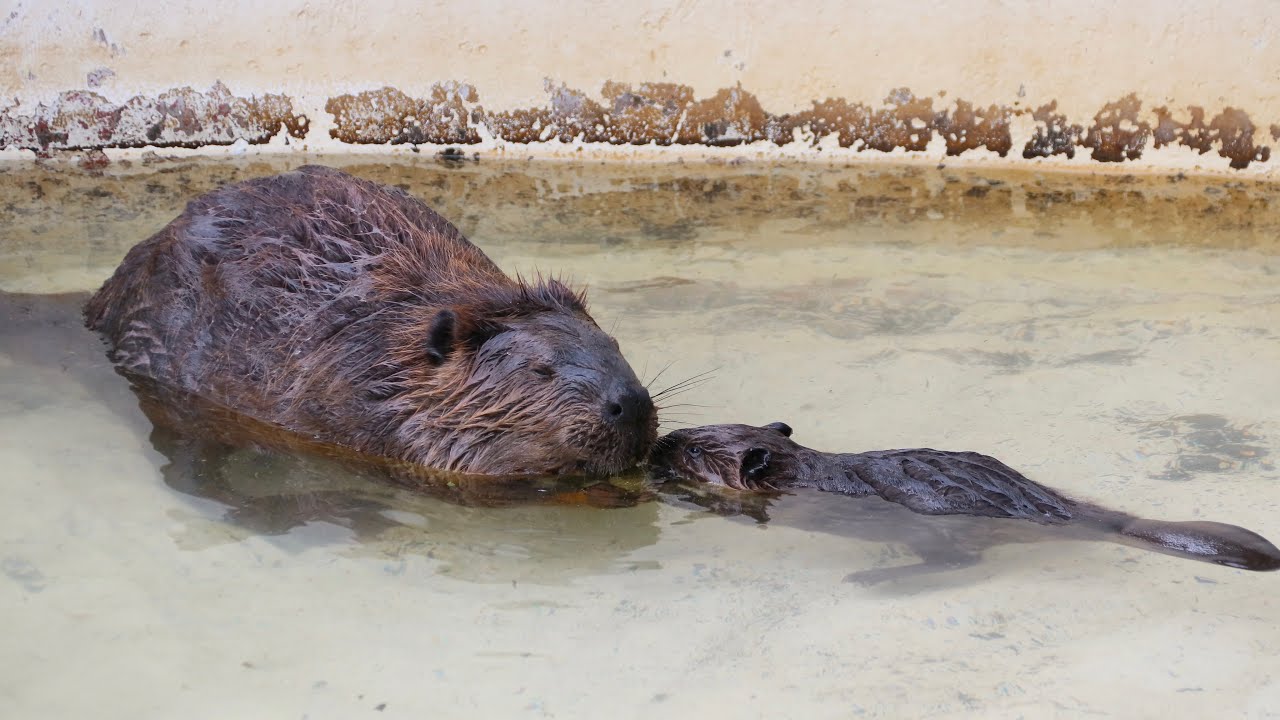 アメリカビーバーの赤ちゃんエンドレス回収／遊亀公園附属動物園