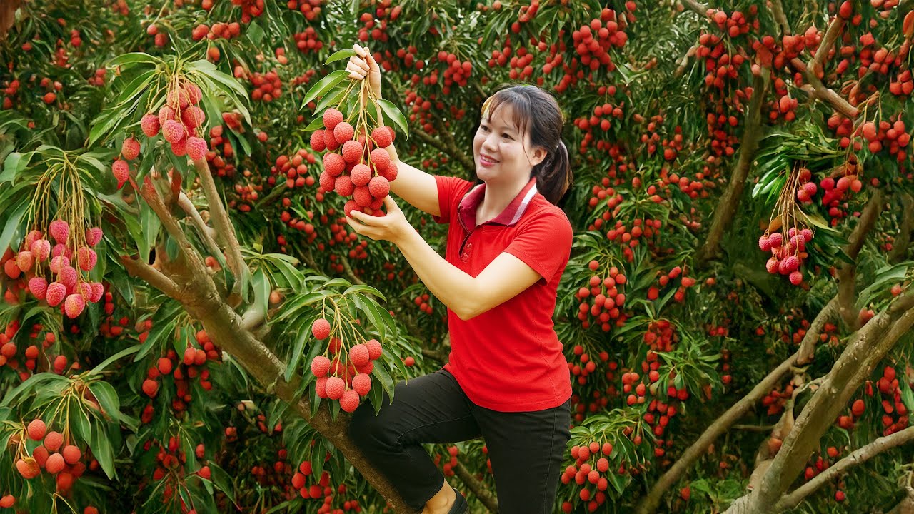 Amazing | Woman Harvesting June Lychee On High Tree To Sell | Farm Care | Luyến Harvest Life