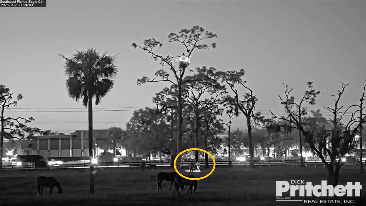 SWFL Eagles 1-28-25.  CROW Recovers E25's Body, Taken for Necropsy; F23 Casts, Liquid is Expelled.