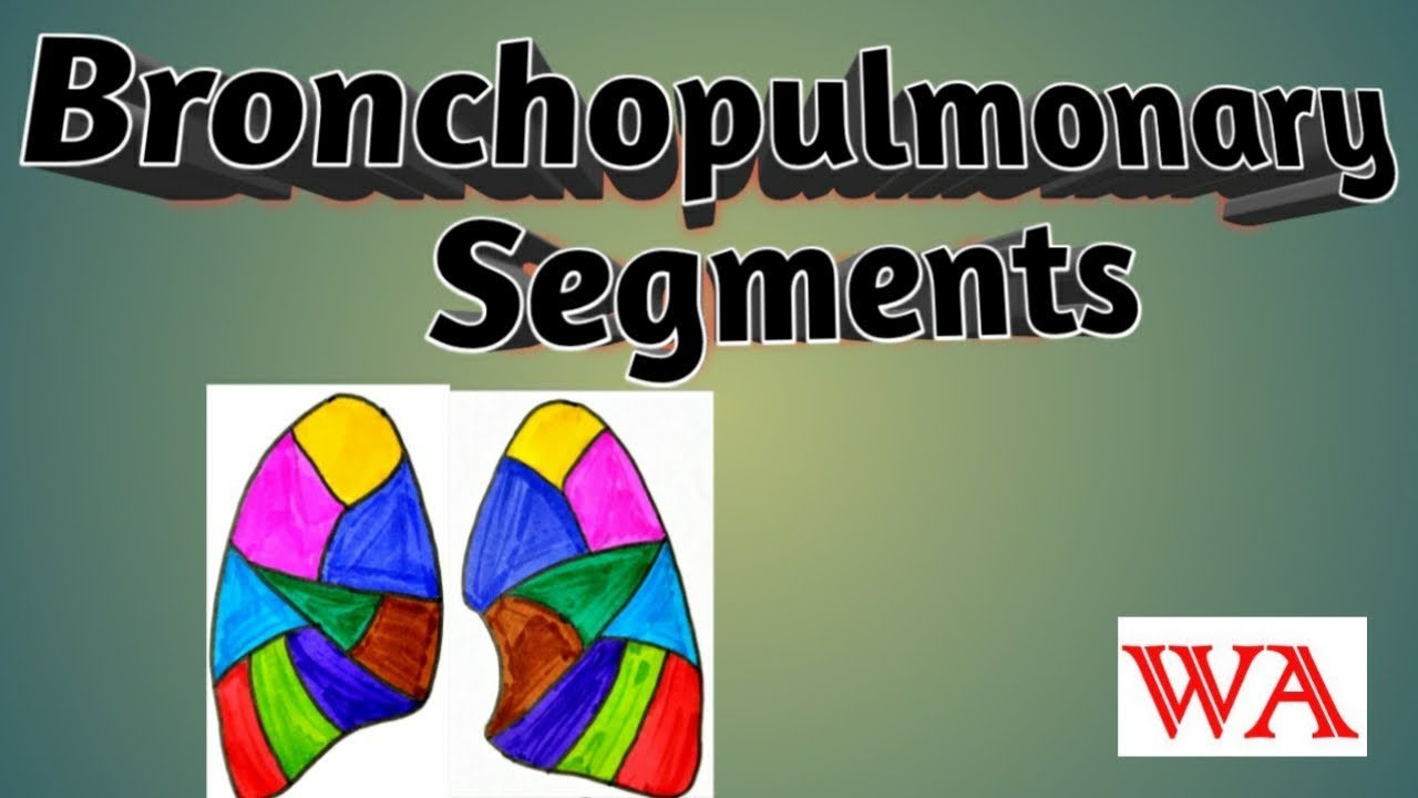 Lungs - Bronchopulmonary Segments[World of Anatomy]
