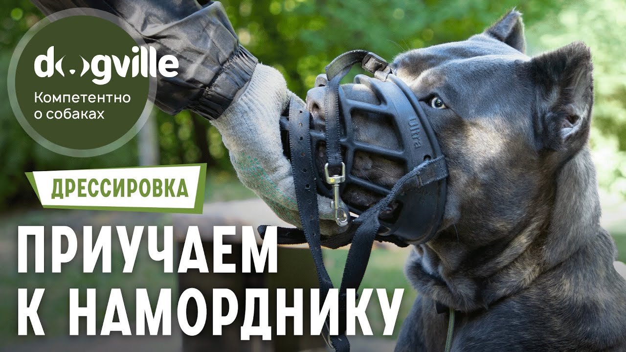 Как приучить собаку к наморднику? - 1 Этап