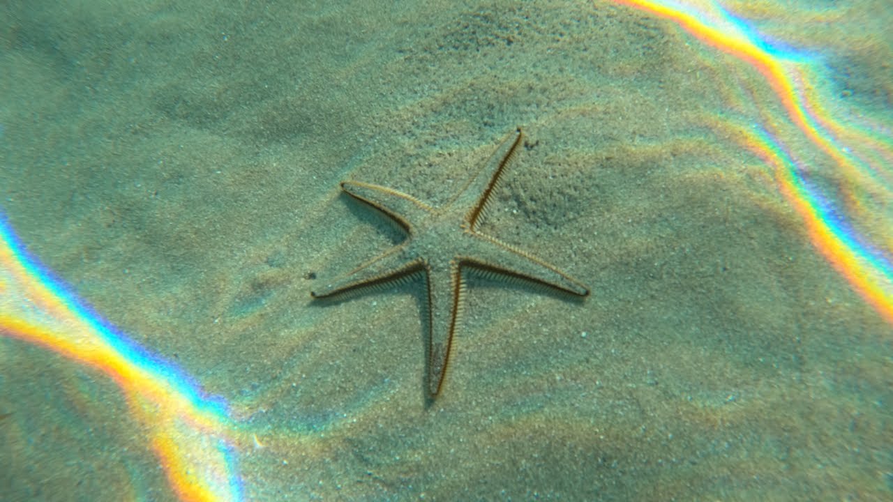 Snorkeling a Is Solinas: Stella Marina