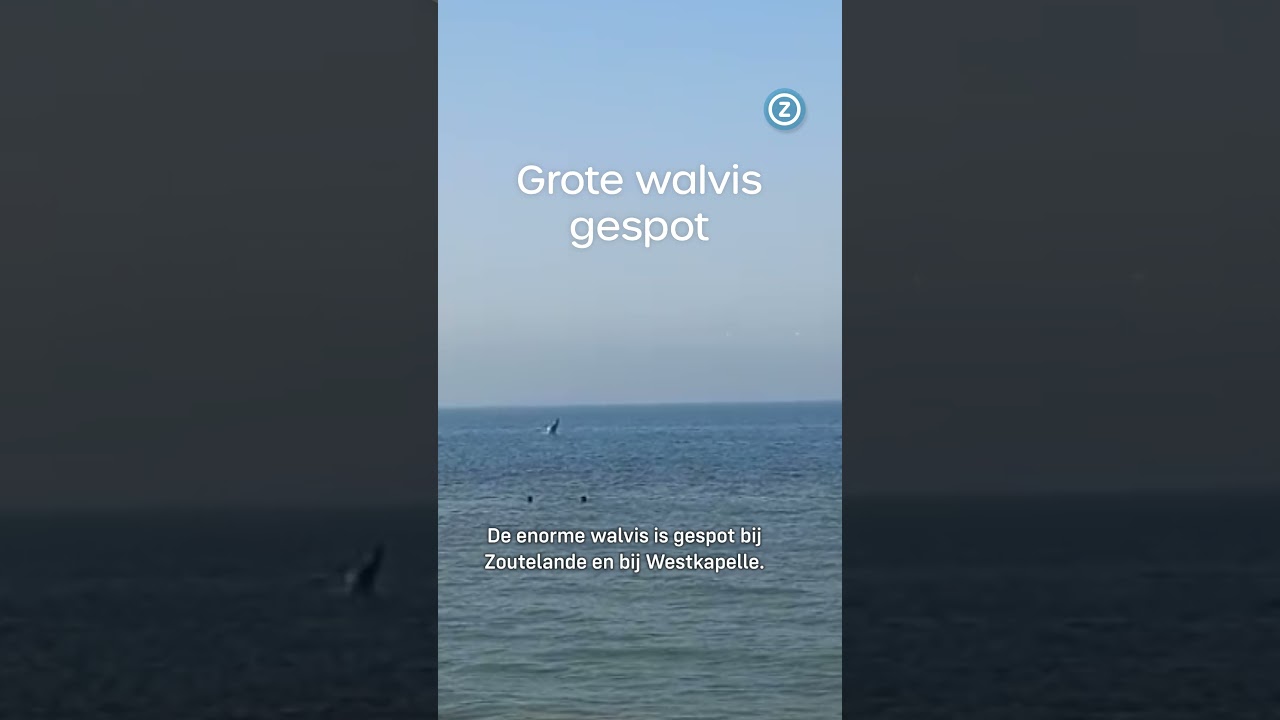BULTRUG, grote WALVIS gespot voor Zeeuwse kust