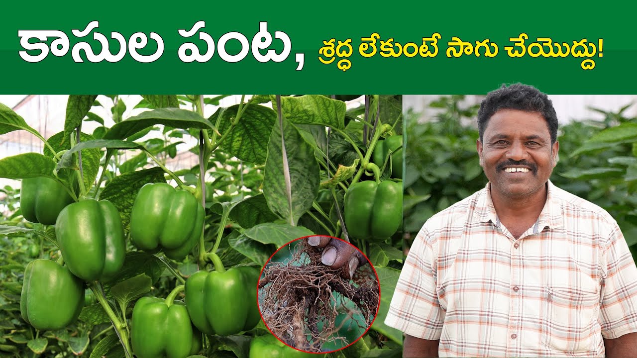 E405| త్రిప్స్‌కి మెరుగైన విరుగుడు | #gramabazaar | 94912 78836, 833 1800 100
