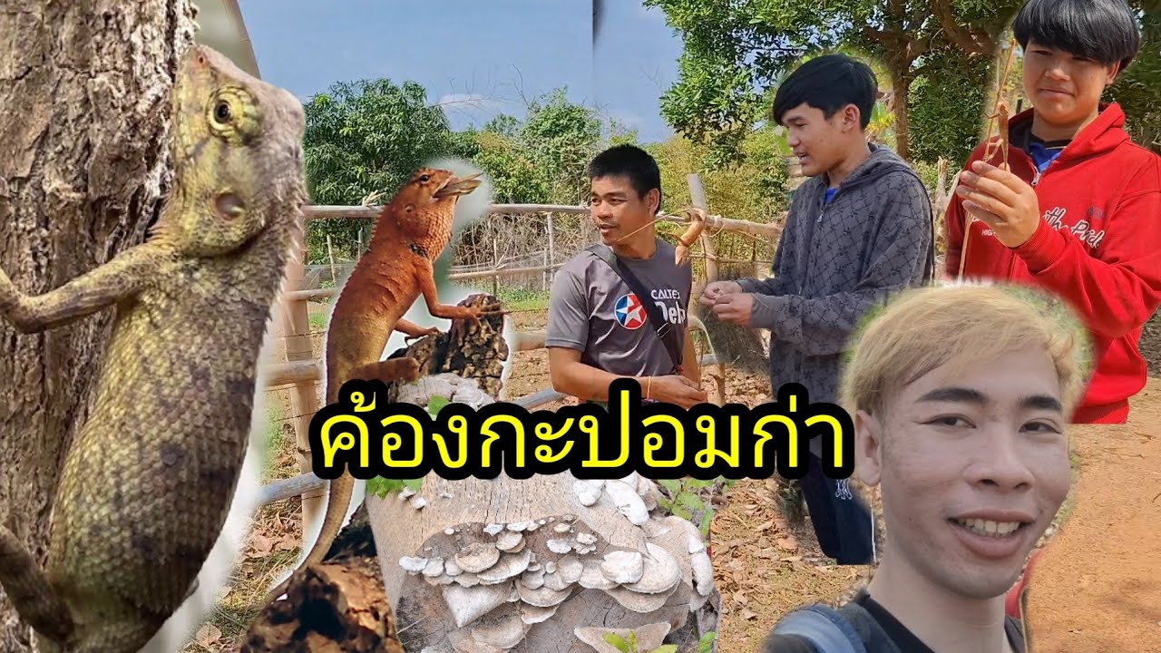 Ep: 1338 เลาะป่าหาค้องกะปอมกับน้องๆ หมานคือเก่าจ้า
