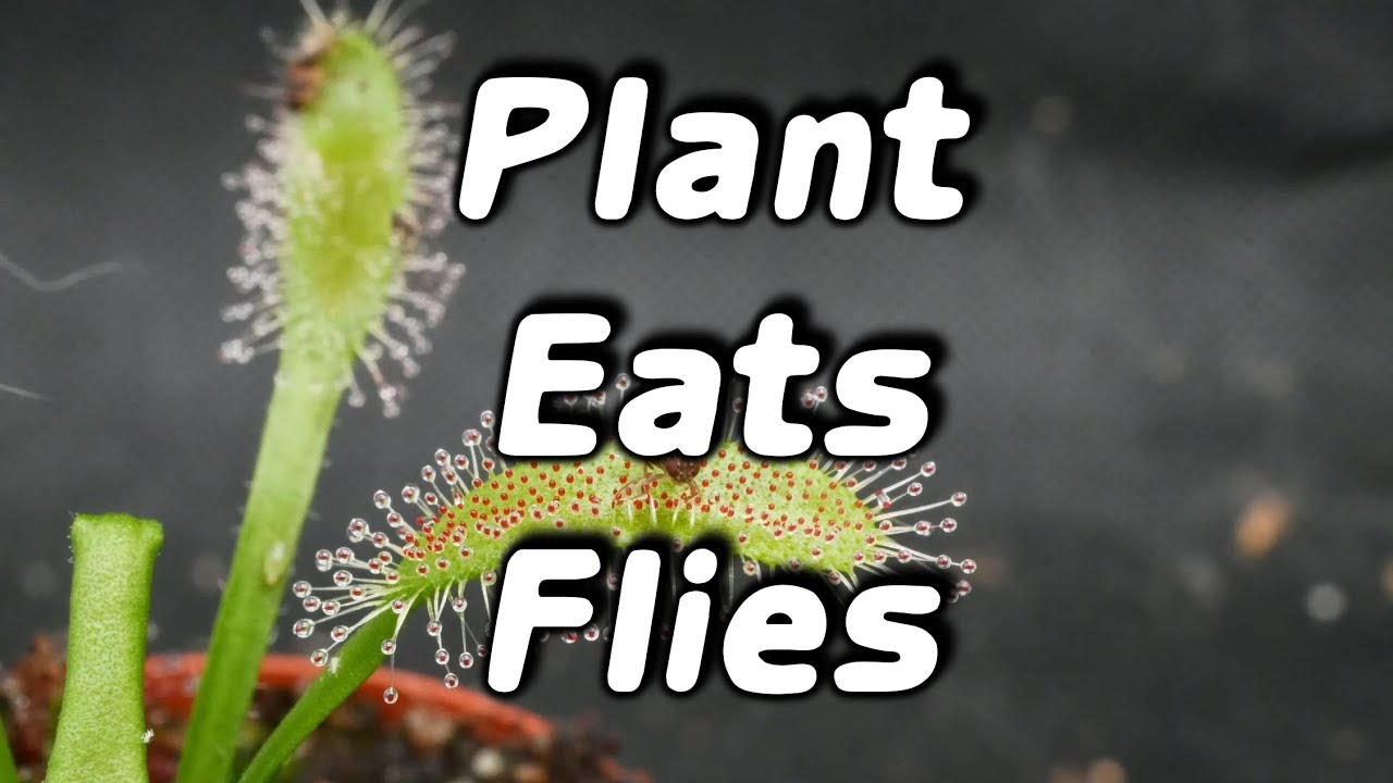 Carnivorous plant eats flies (Drosera capensis pt.34)