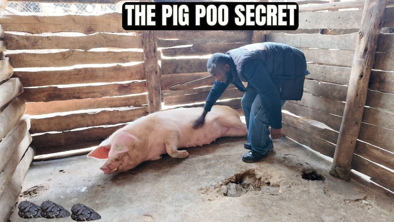 Pig Waste to Green Gold: Rwandan Farmer’s Low-Cost Organic Fertilizer