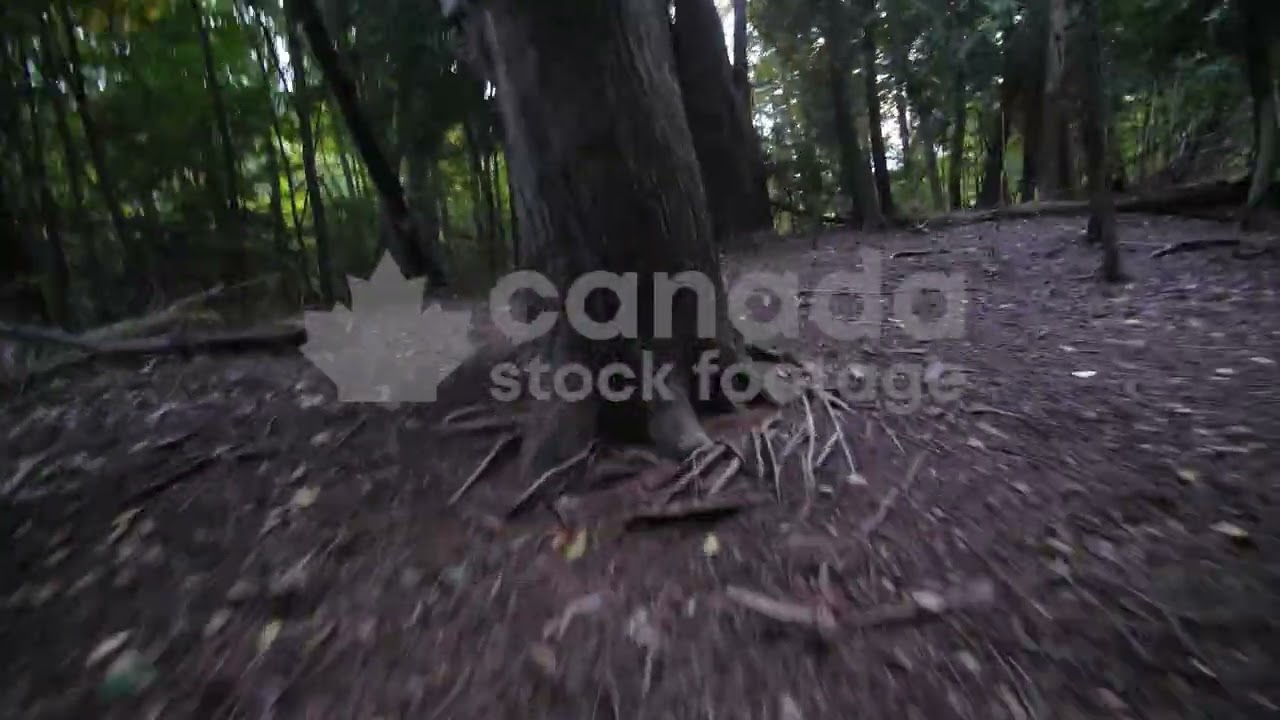 Forest chase scene stock video. Horror movie vibe. On the run, being chased through forest. POV. 4K.