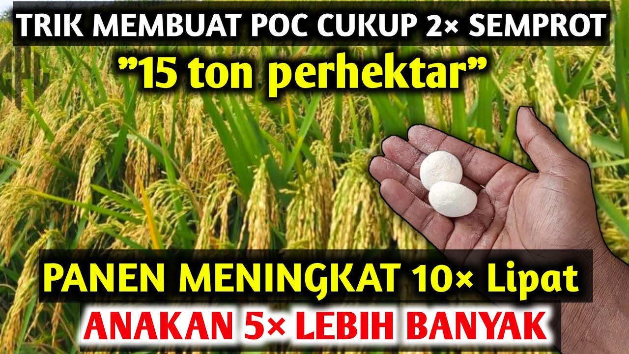 Dahsyat karena ini BISA PANEN puluhan ton..!! Cara membuat pupuk organik cair untuk tanaman padi