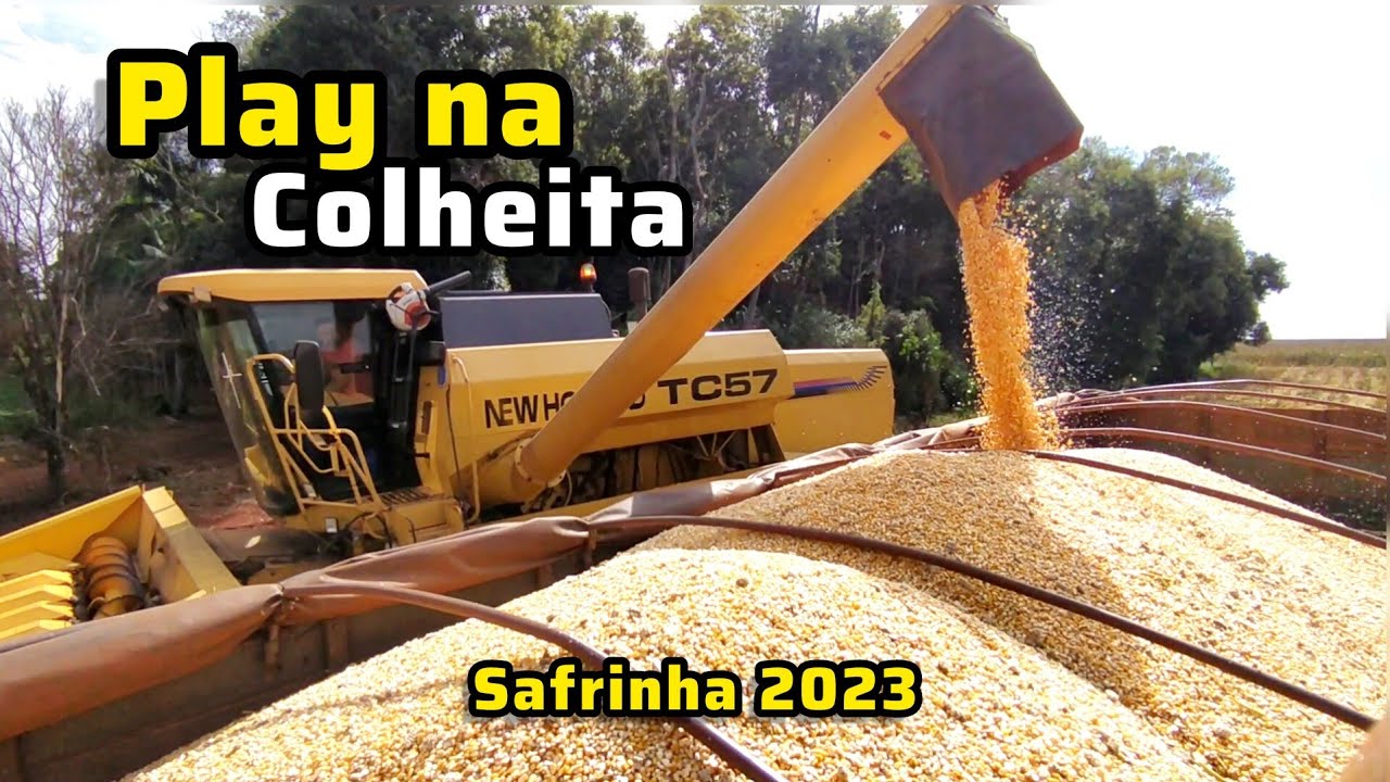 Colhendo nosso primeiro MILHO MORGAN 593 PWU!!!