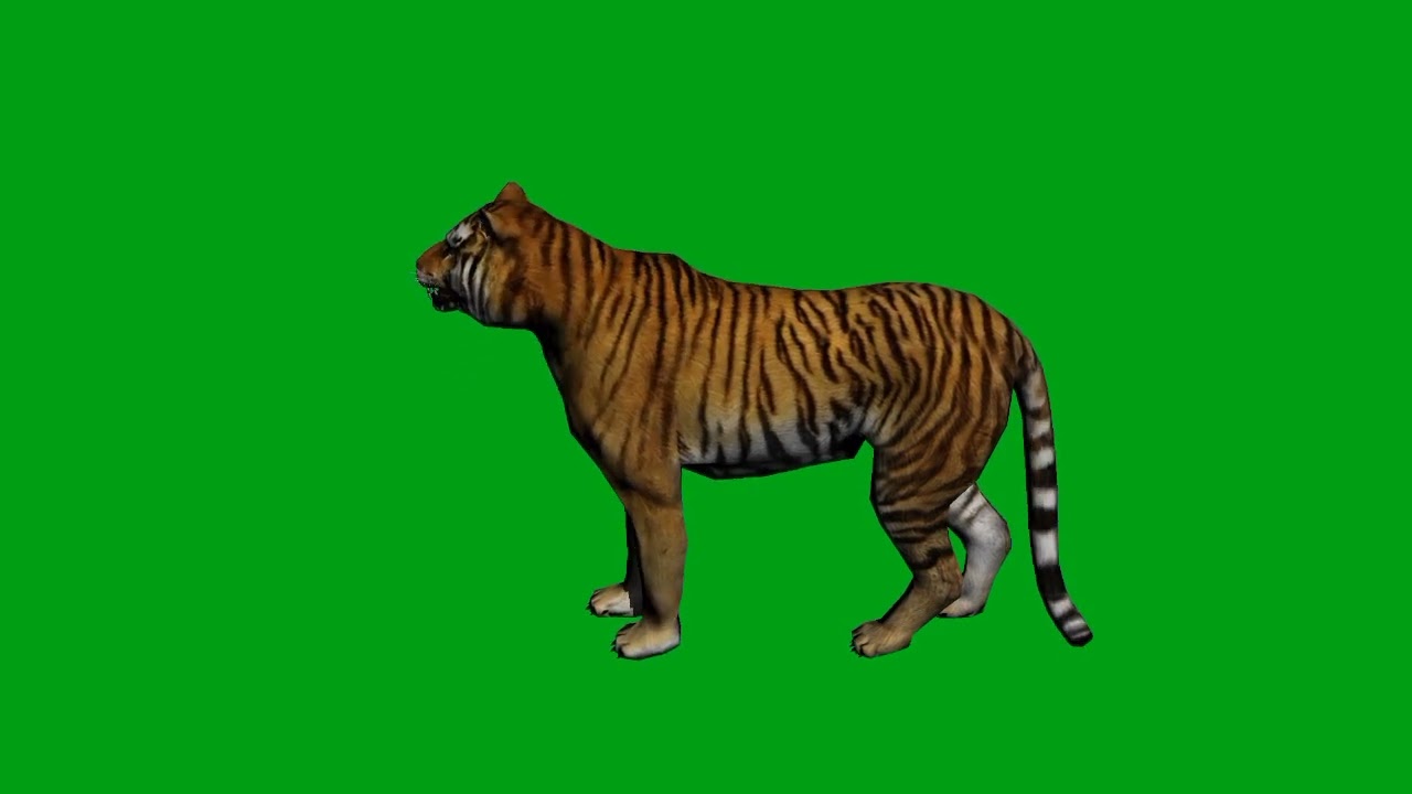 Tiger idle green screen video | Copyright Free