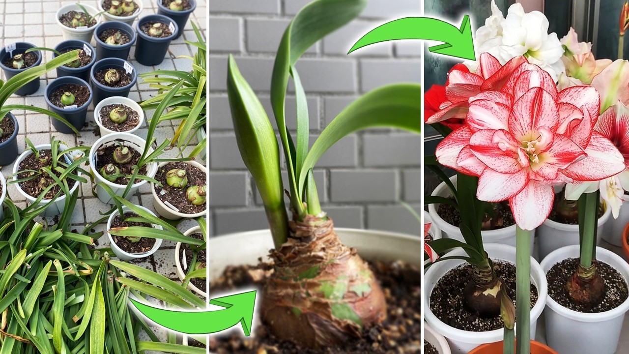 Rebloom Amaryllis(Episo 1): Can Trimming Leaves Actually Help Amaryllis Hippeastrum Rebloom?