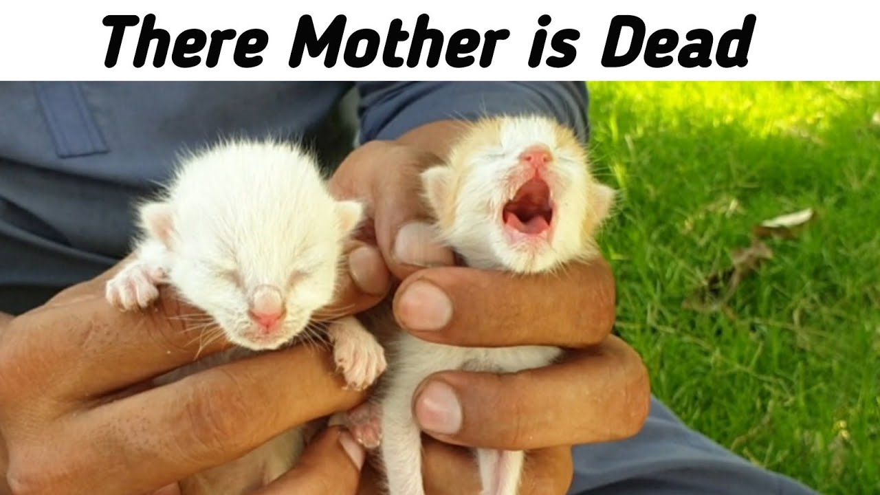 Trying to Save Newborn Kittens, Gently Loved and Nursed by Their Foster Mama Charlie 🐱💖🐾