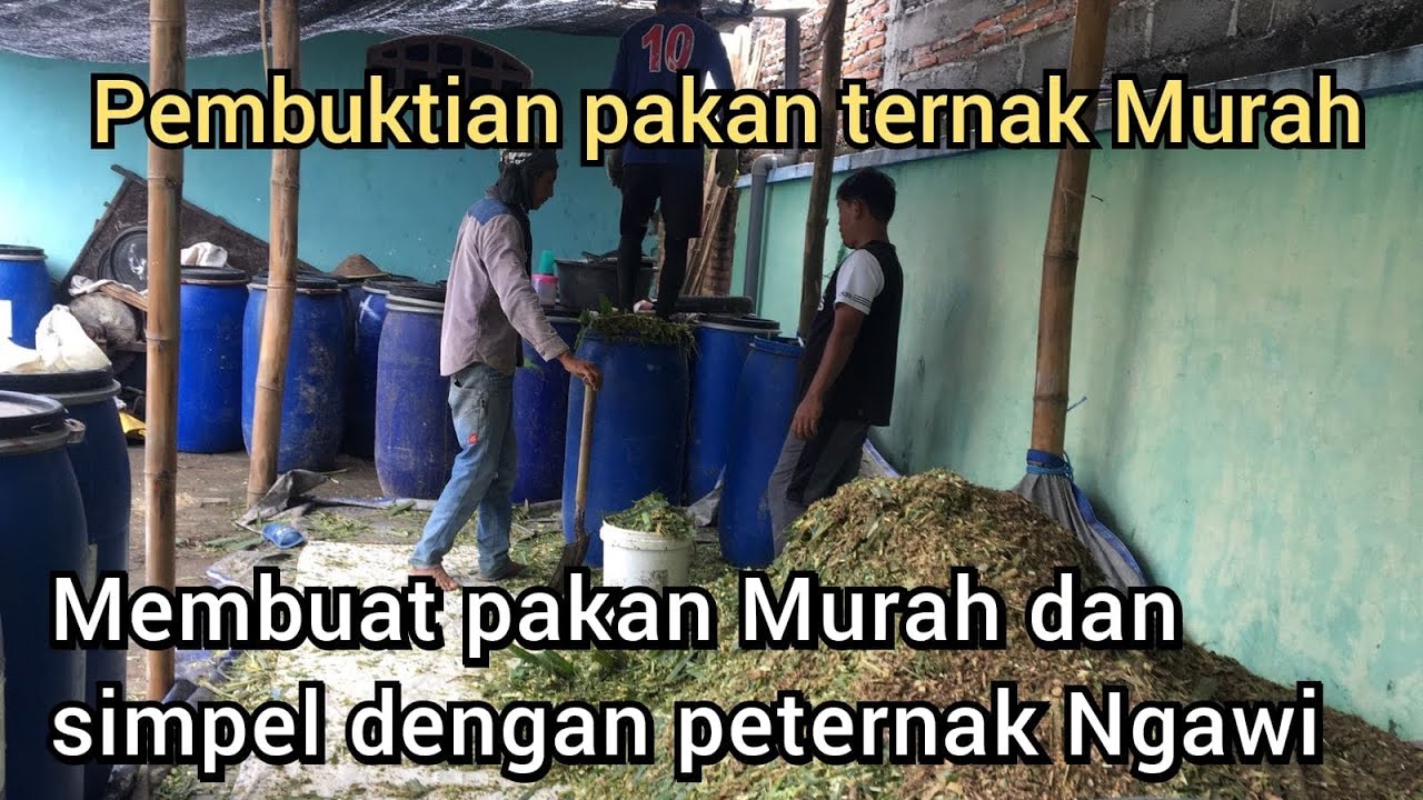 Membuat pakan murah 500/kg dan perawatan domba oleh peternak Dari Ngawi
