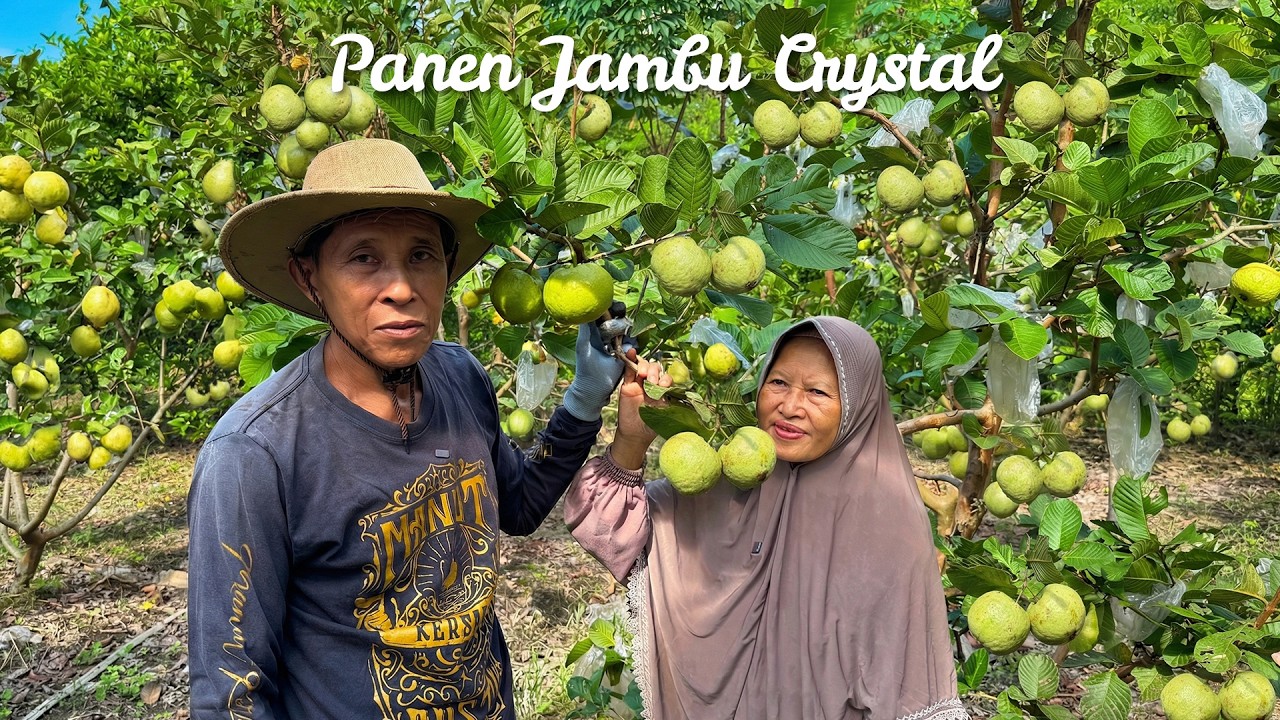 Memetik Jambu Kristal Merah | Bikin Lutisan Jambu Kristal, Sate Telur Puyuh, dan Es Doger Segar