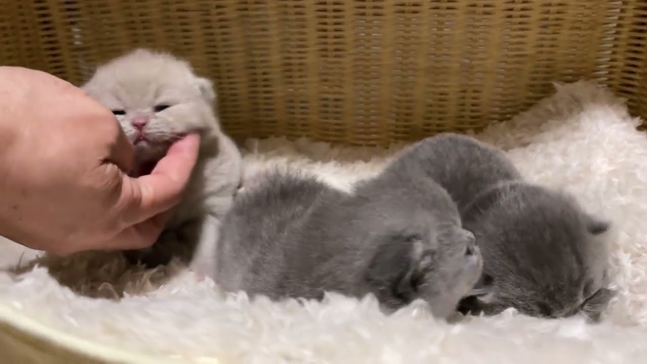 目を開いたばかりの赤ちゃん