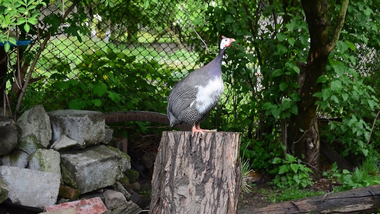 Female guinea fowl sound